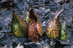 skunk-cabbage