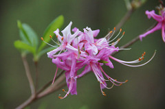 pink azalea flowers