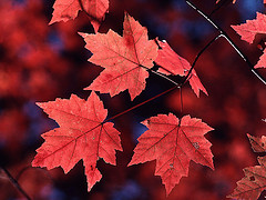 red maple
