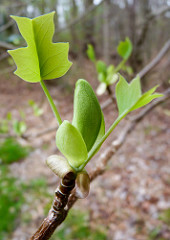 tuliptree leaves