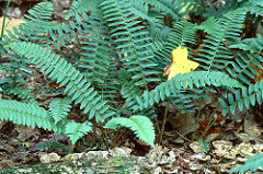 Christmas fern in the shady forest