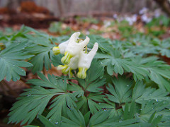 Dutchman's breeches