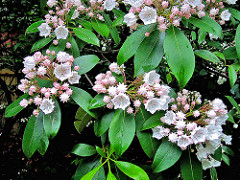 mountain laurel blooms