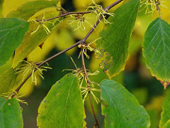 witch hazel flowers