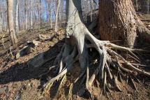 Tree roots are exposed on steep slopes with shallow soil.