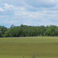 grass field at Monocacy National Battlefield