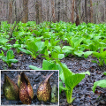 skunk-cabbage leaves and flowers