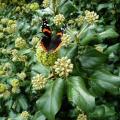 Red Admiral Butterfly on English Ivy by Matt Jones