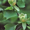 Tuliptree leaves and flowers