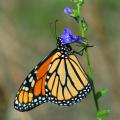 Monarch on Lobelia, by Matt Jones