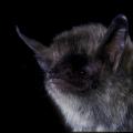 Northern Long-Eared Bat by Merlin D Tuttle
