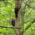 Pileated woodpeckers at Wolf Trap