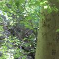 Smooth American beech bark, with grafitti