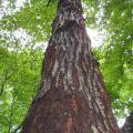 Chestnut blight on American chestnut tree