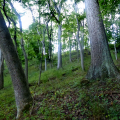 Limestone Oak – Hickory Forest
