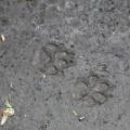 Paw prints in the mud by Erin Ziegler