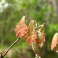 New leaves of white oak