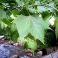 Sycamore leaves
