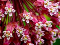 close-up of common milkweed flowers
