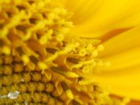 close-up of a sunflower