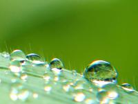 water droplets on a blade of grass