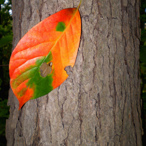 Blackgum leaf and bark in autumn