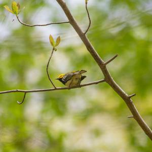Black-throated green warbler on blackgum