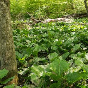 skunk cabbage in Red Maple Seepage Swamp