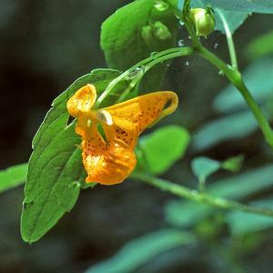 jewelweed