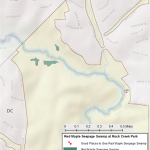 map of Red Maple Seepage Swamp in Rock Creek Park