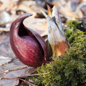 skunk cabbage