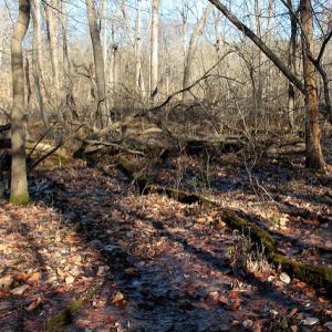 Red Maple Seepage Swamp