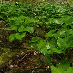 groundwater in the Red Maple Seepage Swamp