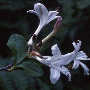swamp azalea