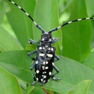 Asian long-horned beetle