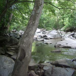 stream habitat