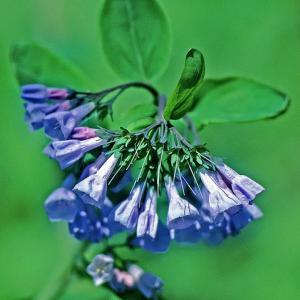 Virginia bluebells
