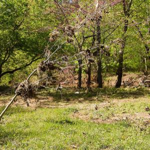 Rock Creek floodplain