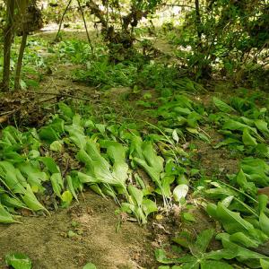 Virginia bluebells stand regular disturbance on the floodplain