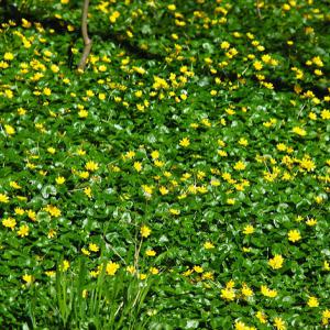 Invasive species lesser celandine in spring
