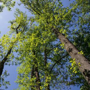 Tuliptree in spring