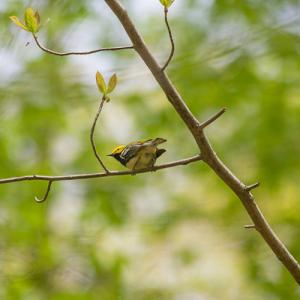 black-throated green warbler